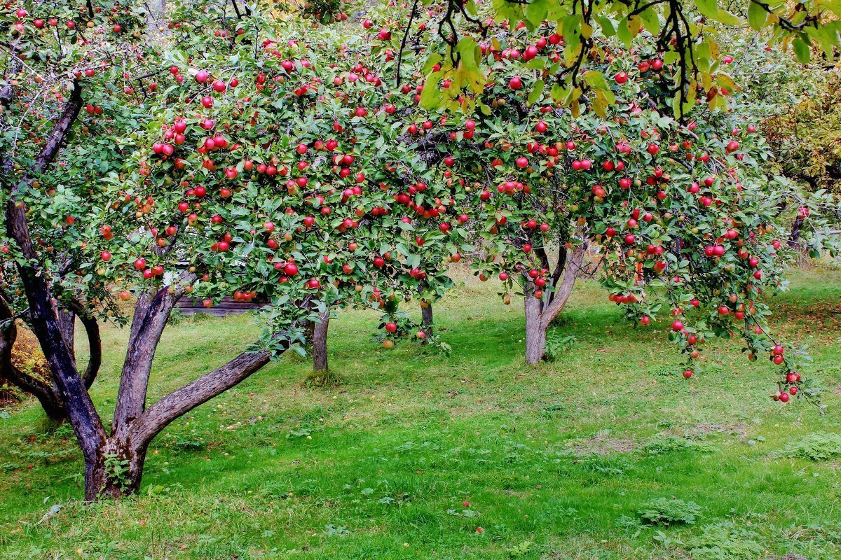 Яблоневый сад картинки