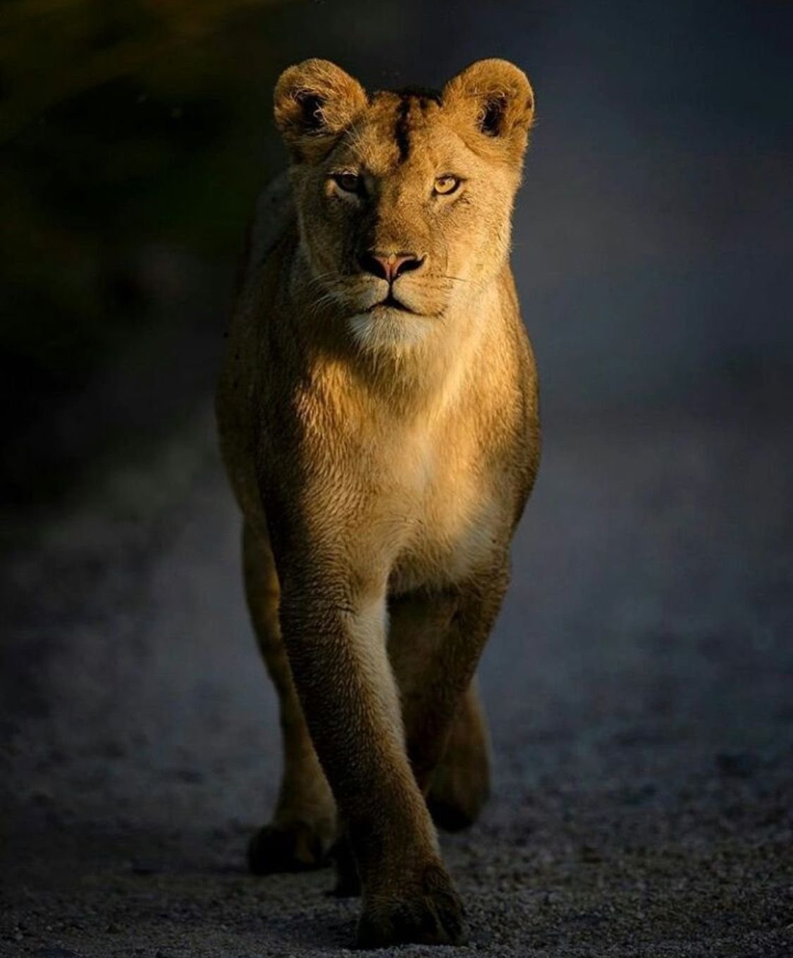 Львица красивые картинки