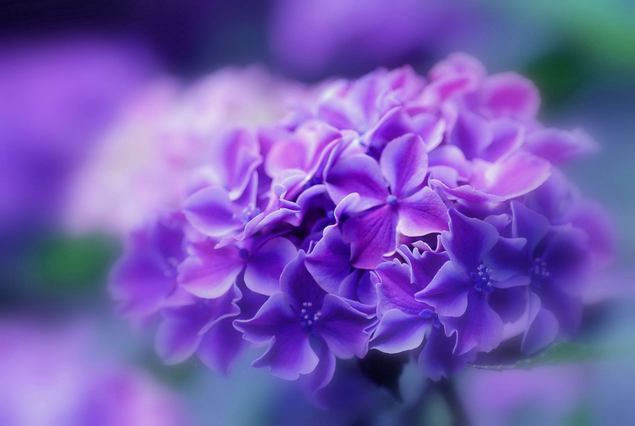 Violets images