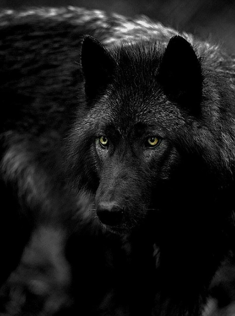 Черный волк картинки