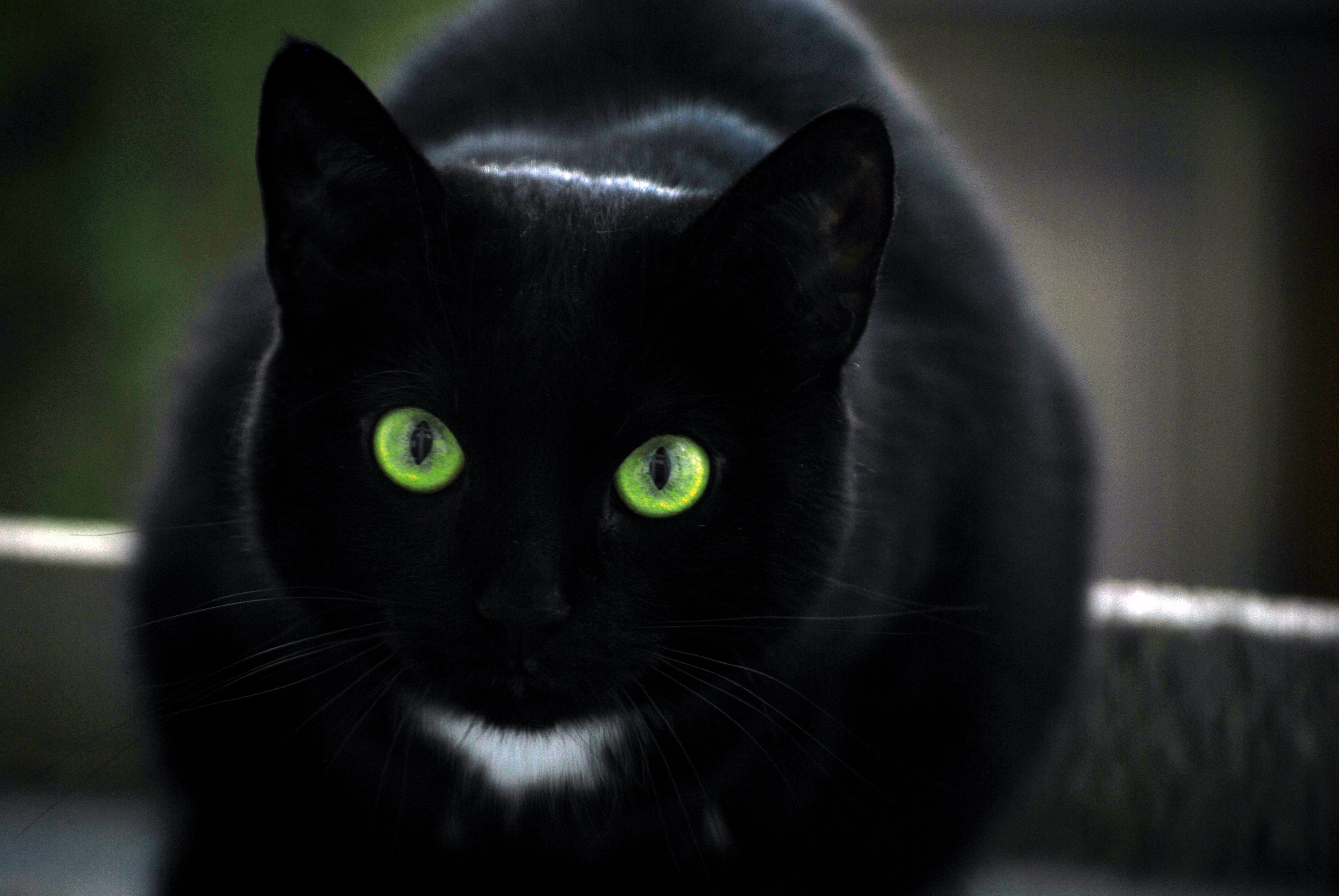 Картинки Черная Кошка