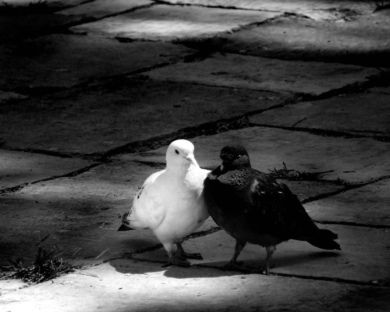 Белый и черный голубь