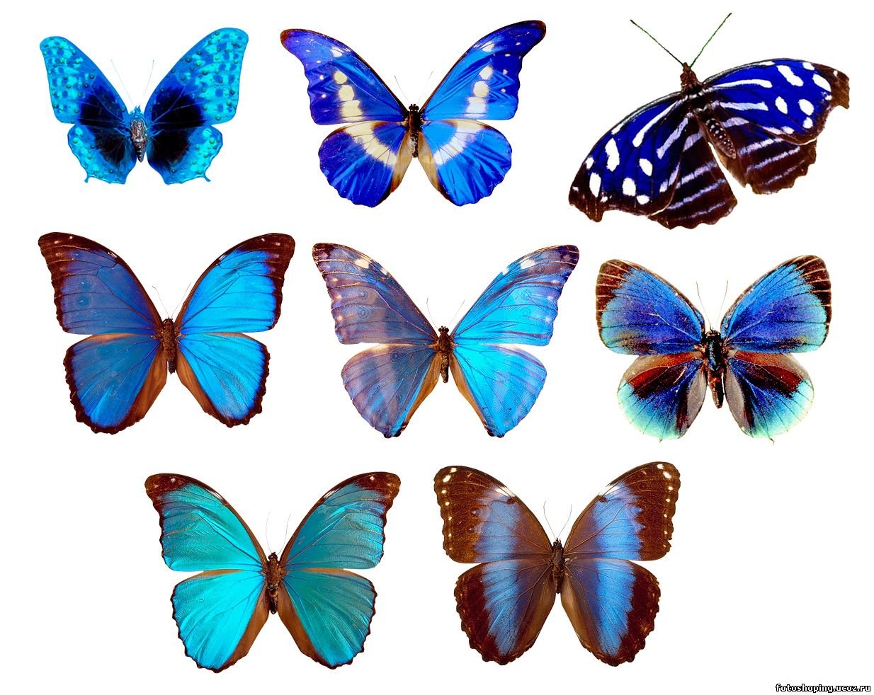 Бабочки для вырезки цветные