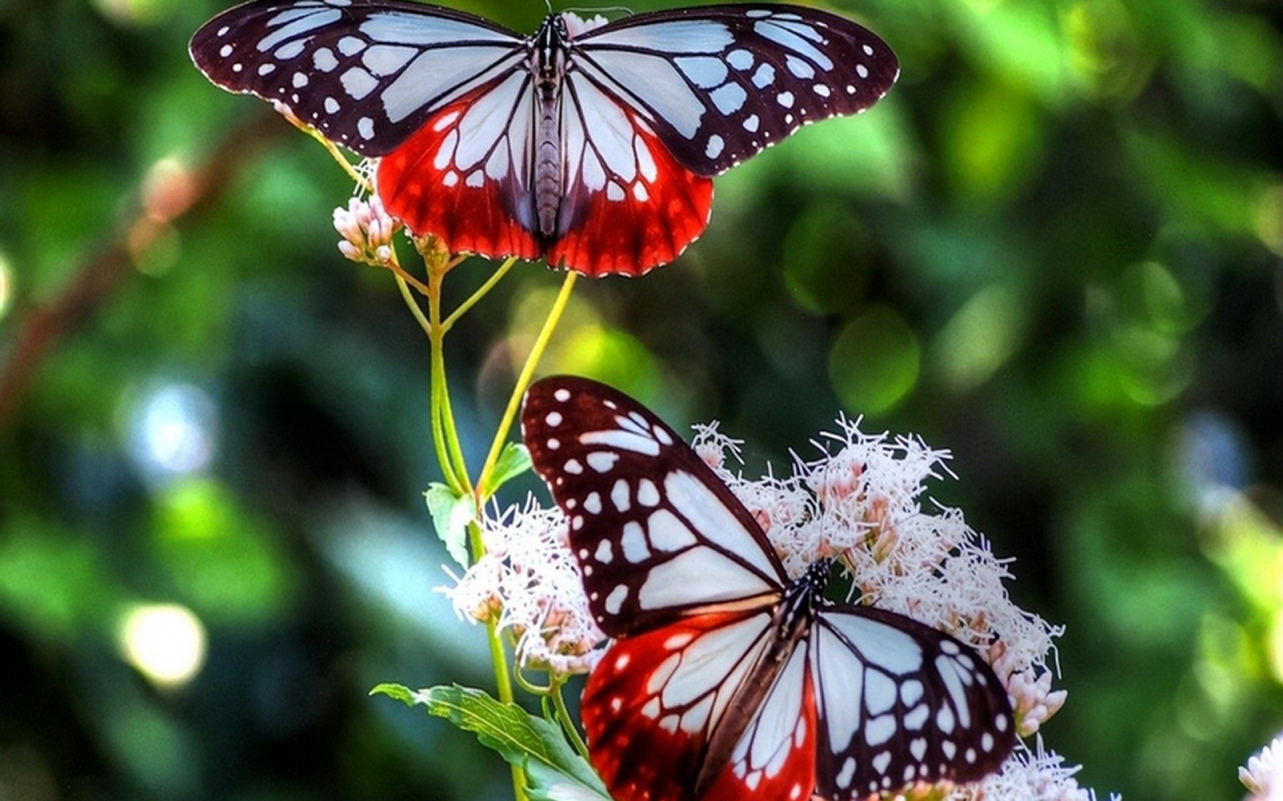 Bekah butterfly