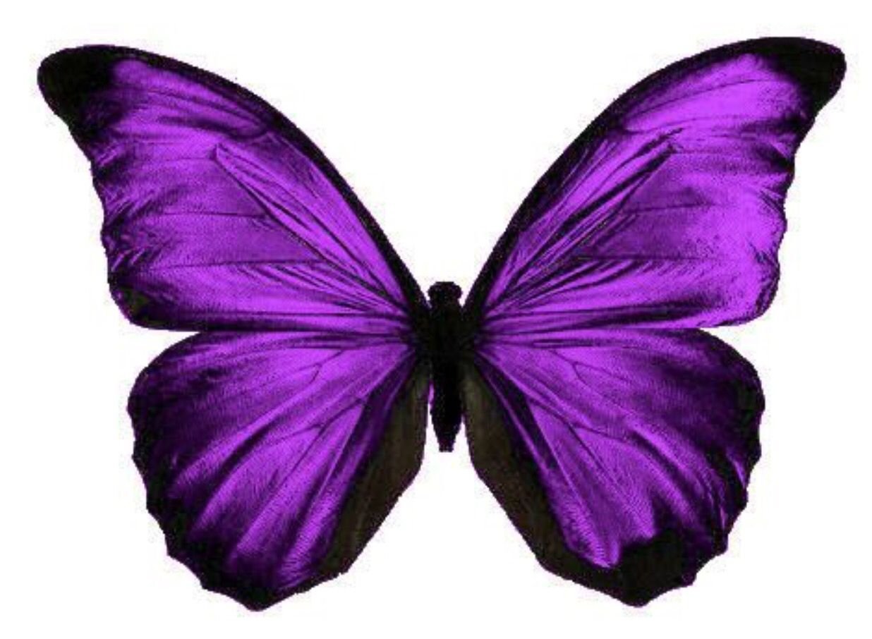 Фиолетовые бабочки (Много фото) - treepics.ru