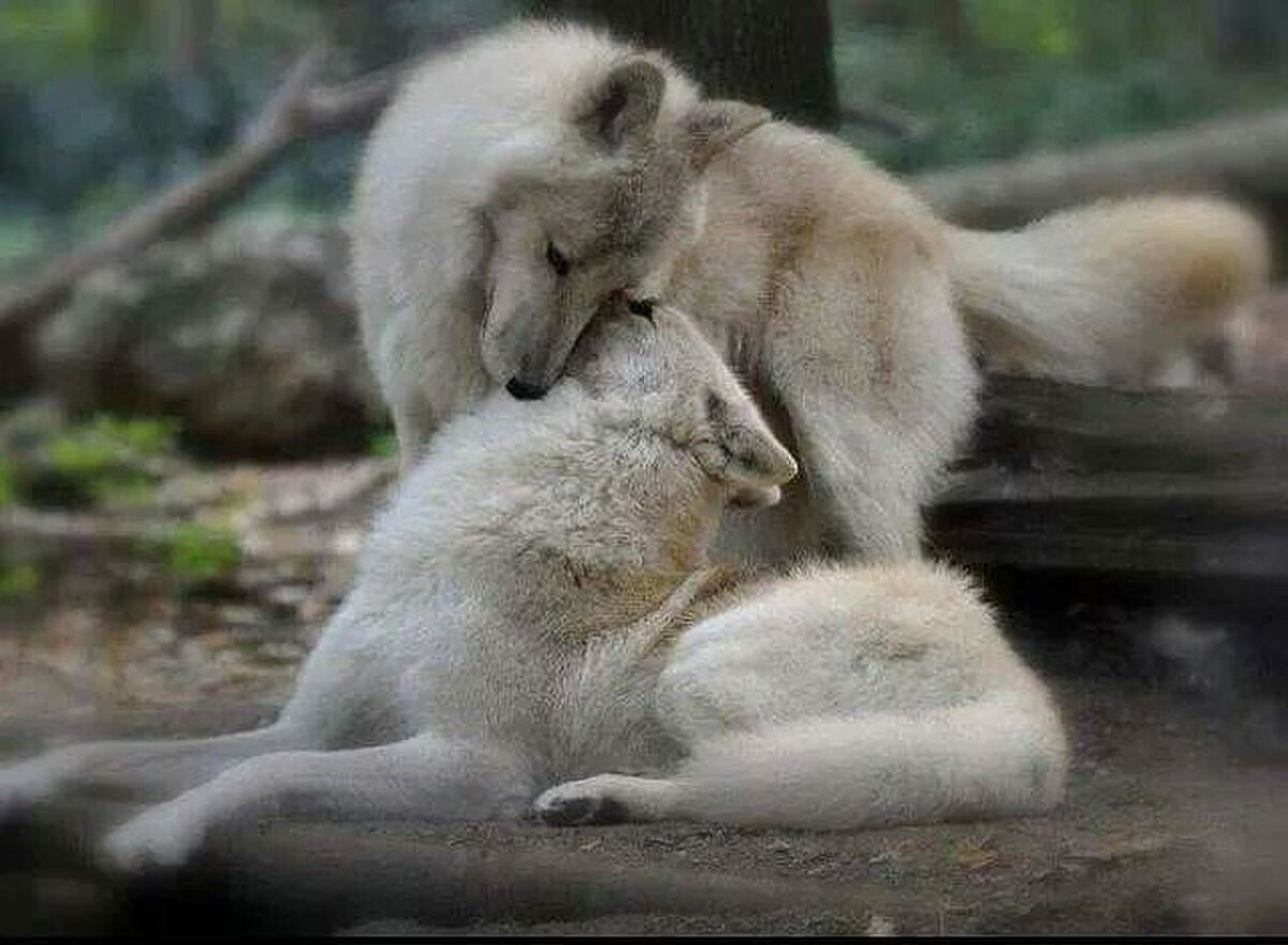 Влюблённые волки 