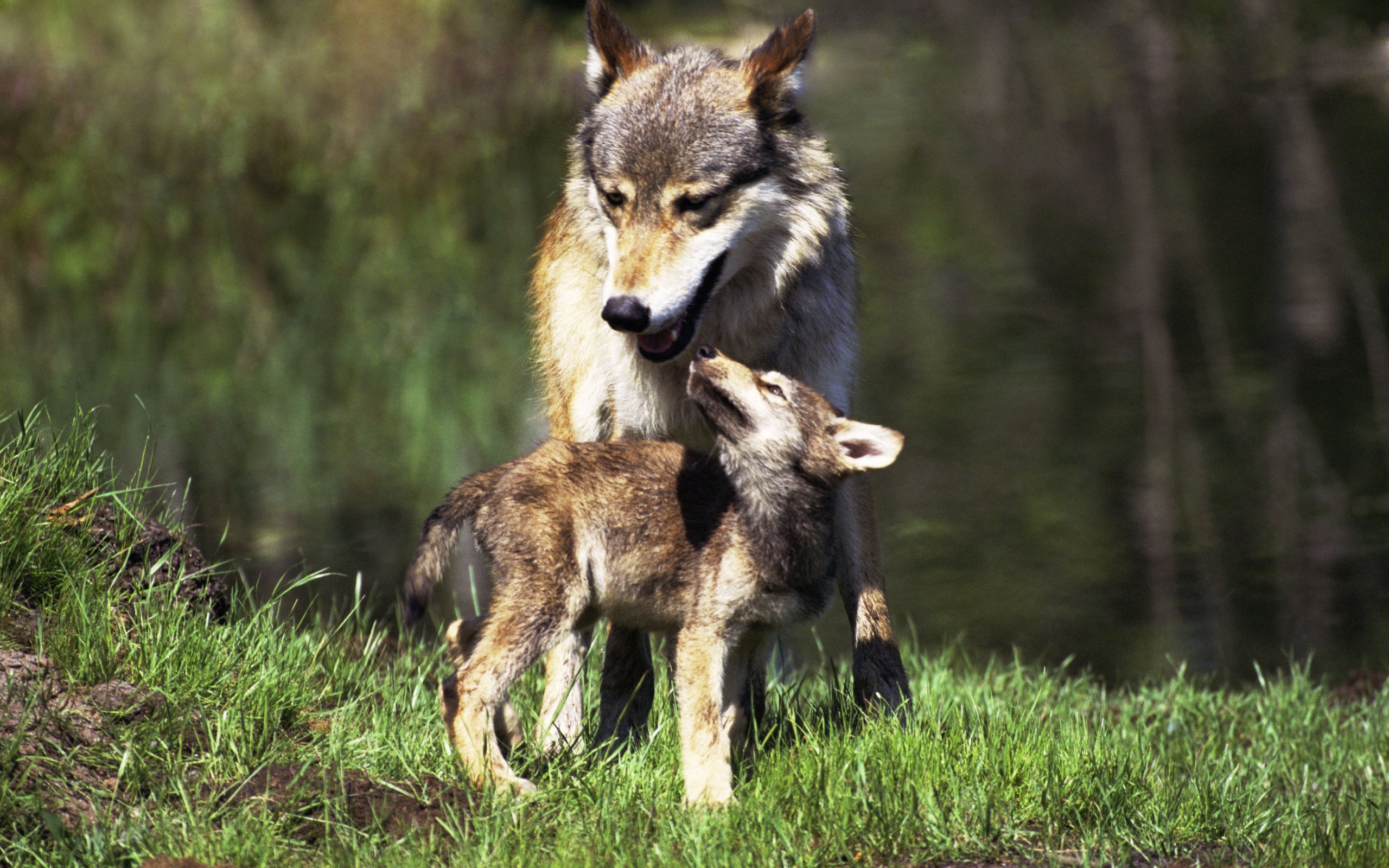 Дикие животные волк и Волчонок
