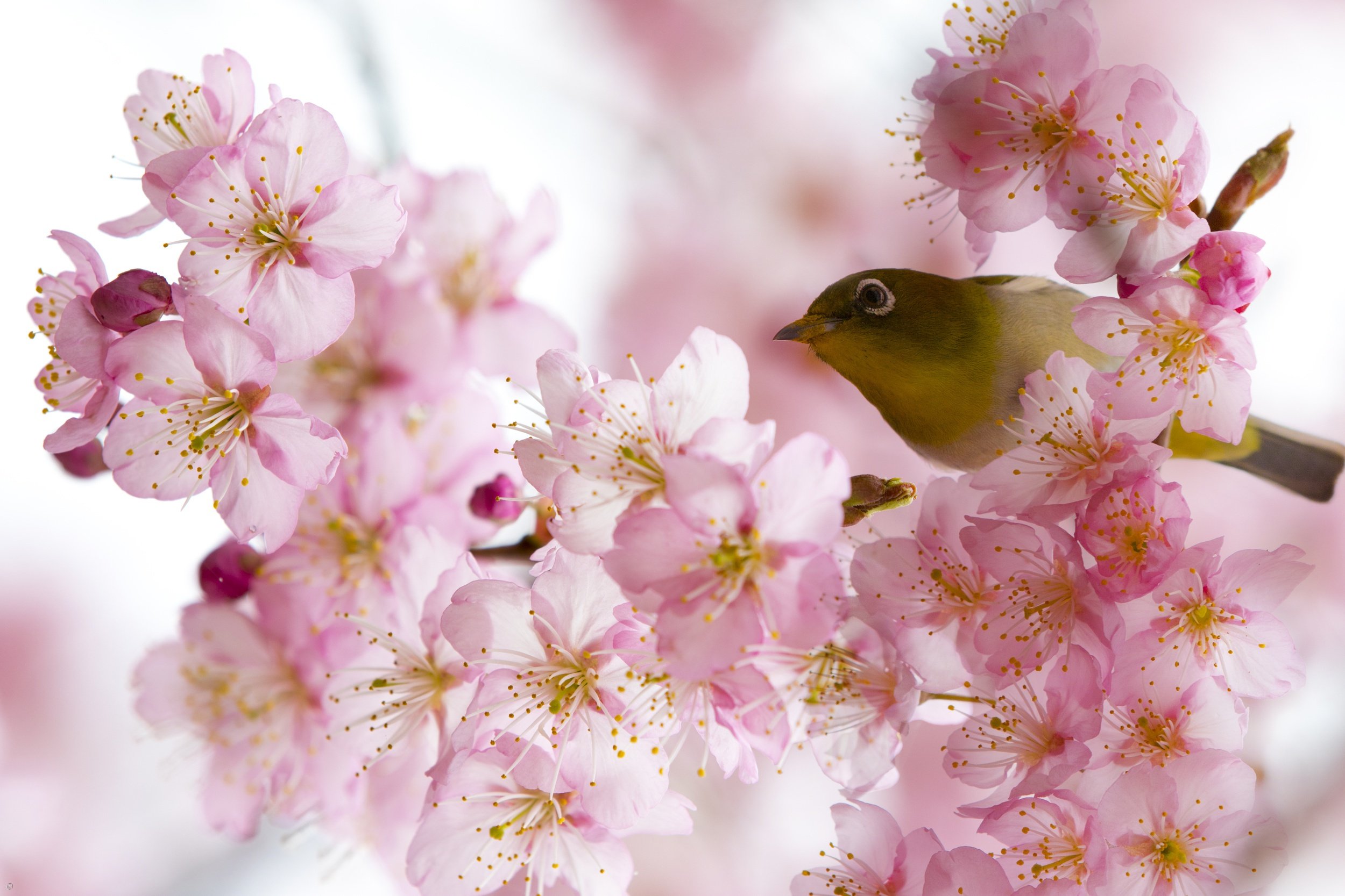 Весна цветы птички