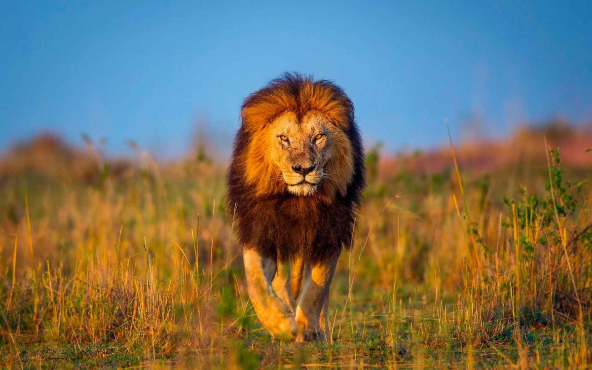 Красивые картинки льва