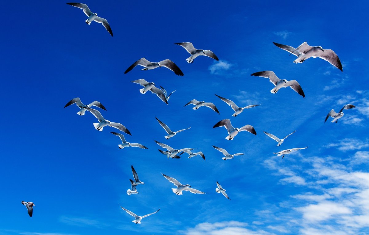 Птицы в небе картинки