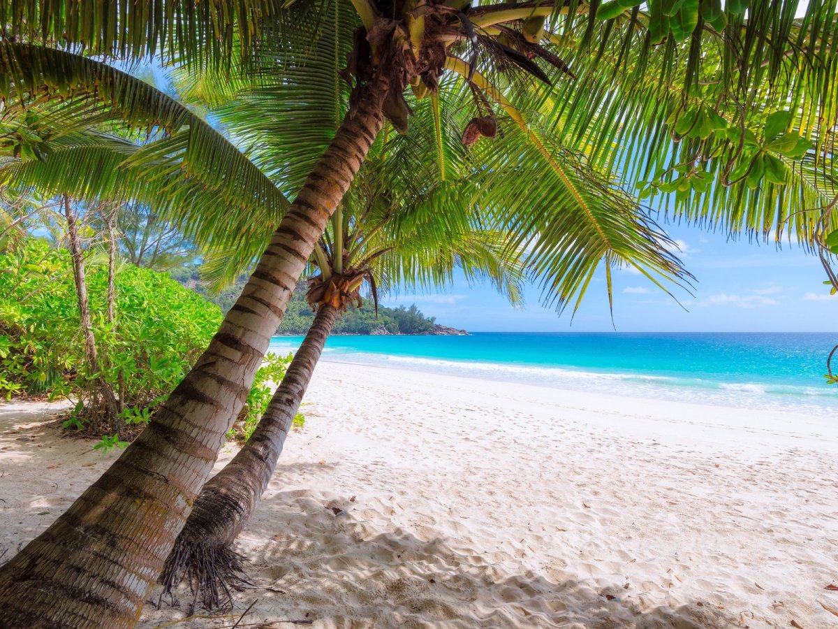 Картинки море пальмы пляж