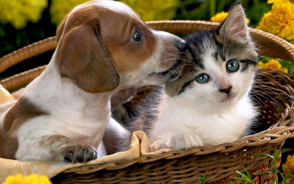 Картинки с кошками и собаками