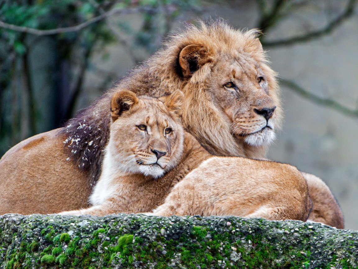 Красивые картинки льва и львицы