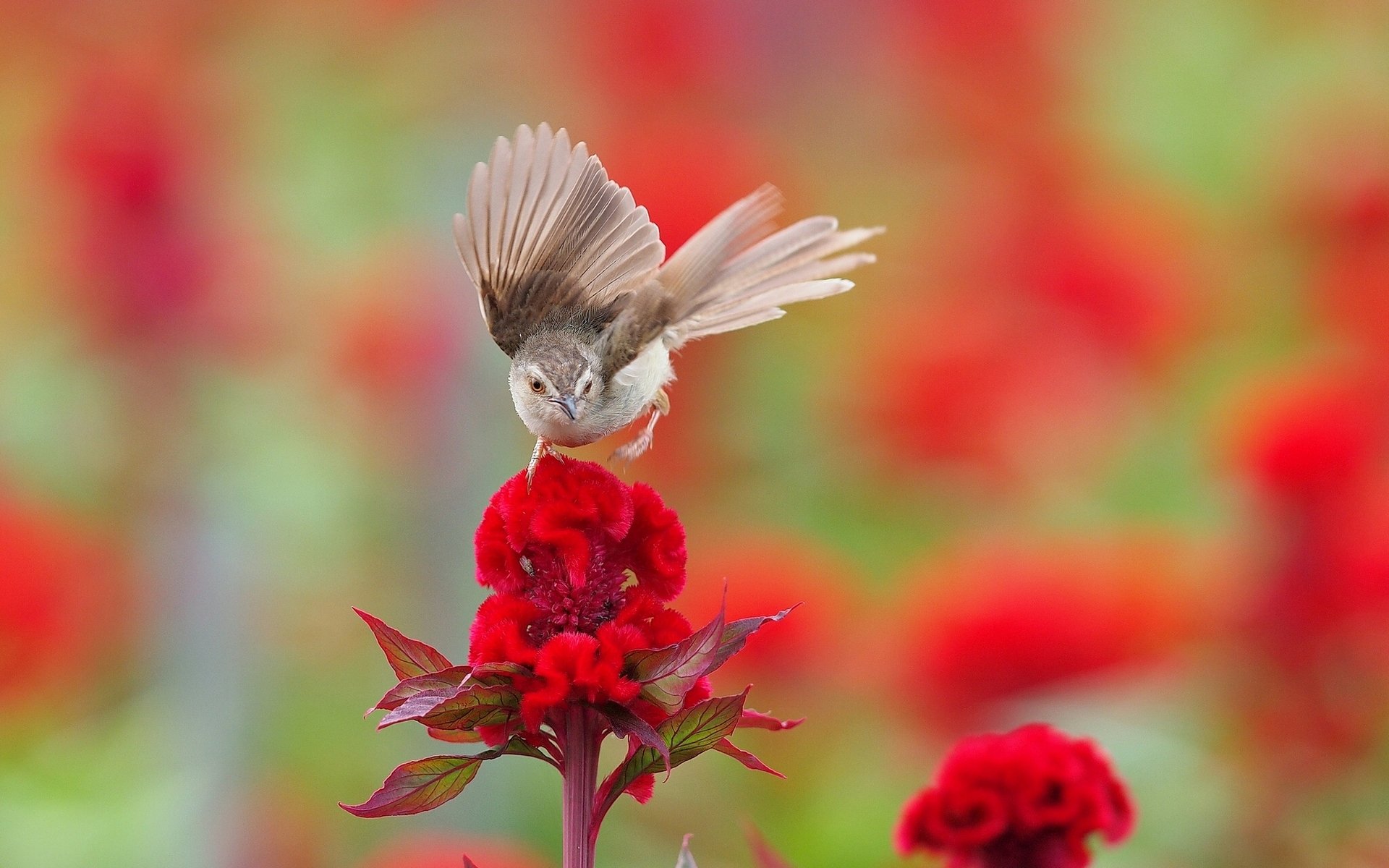 Птичка на цветке