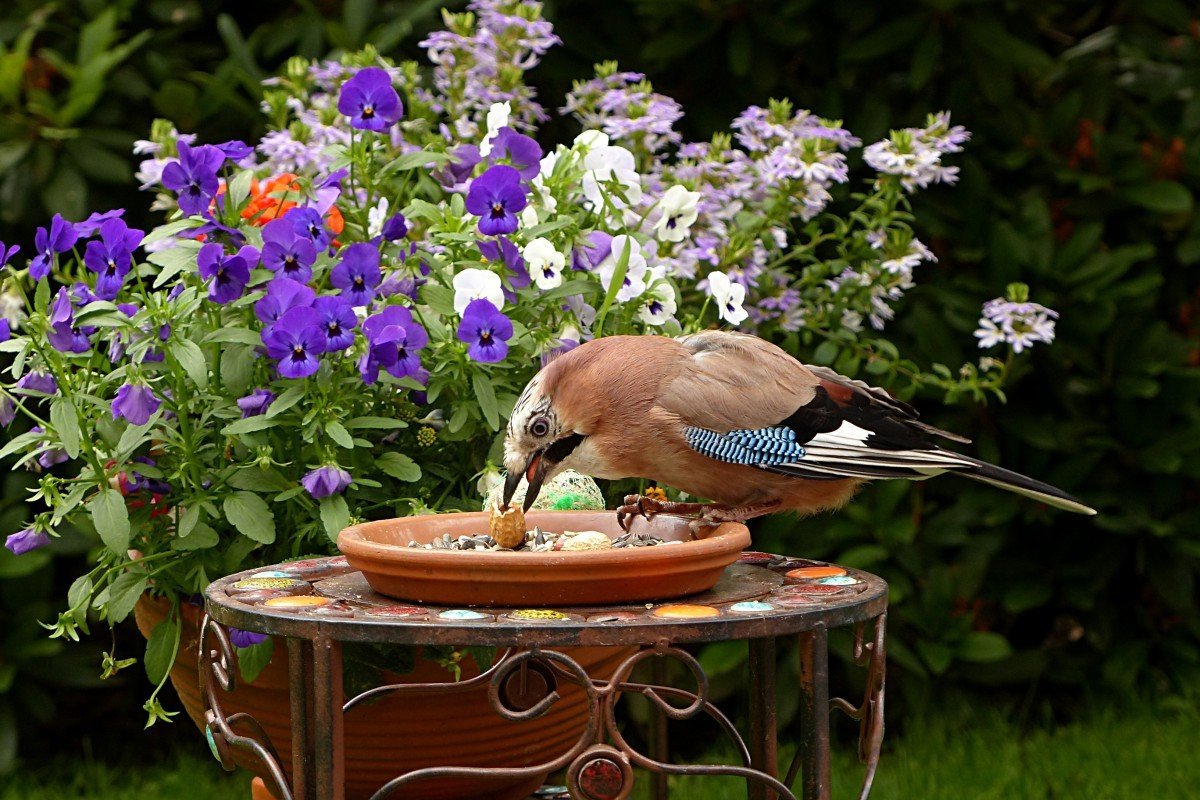 Красивые картинки птицы и цветы