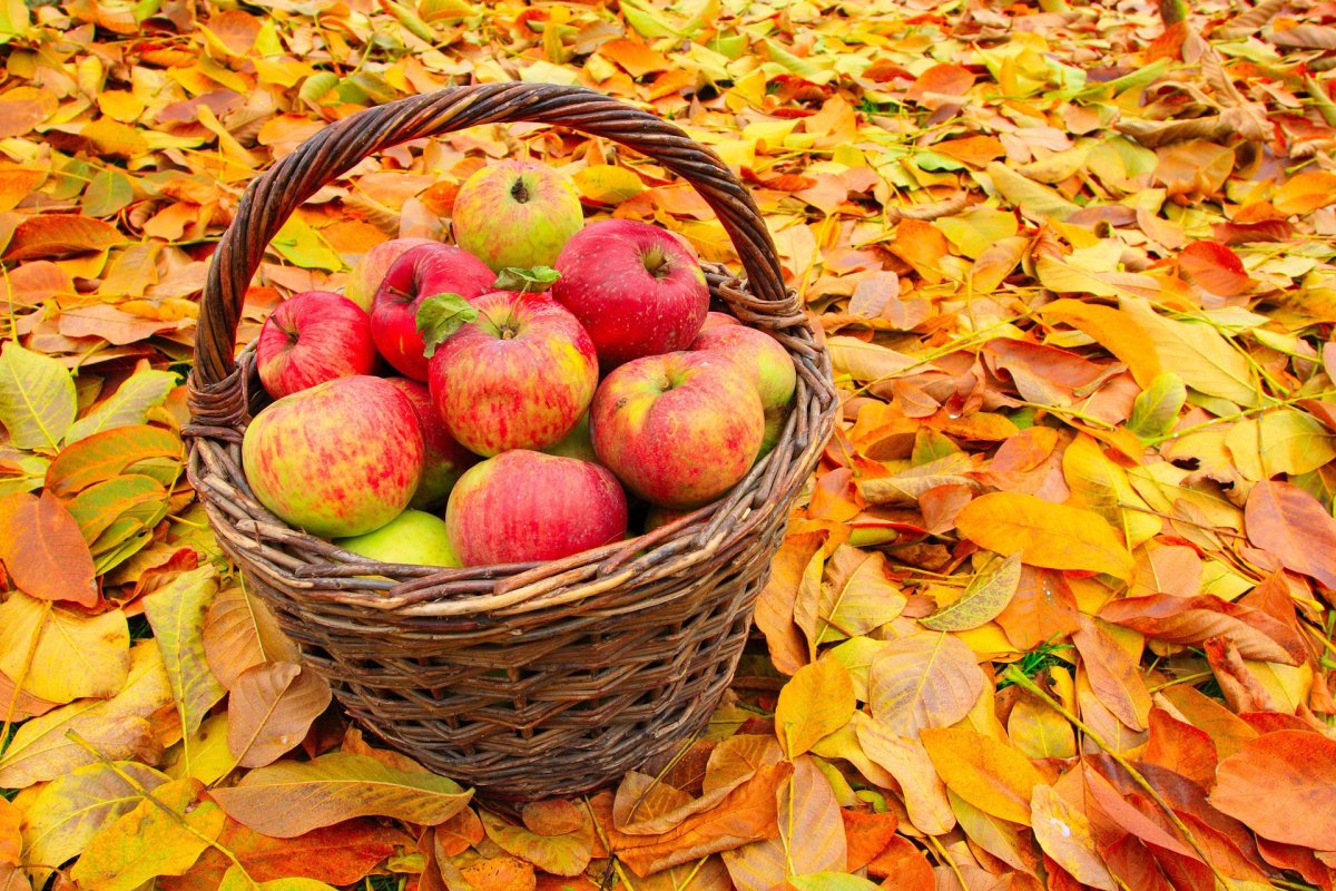 Осенние яблоки картинки