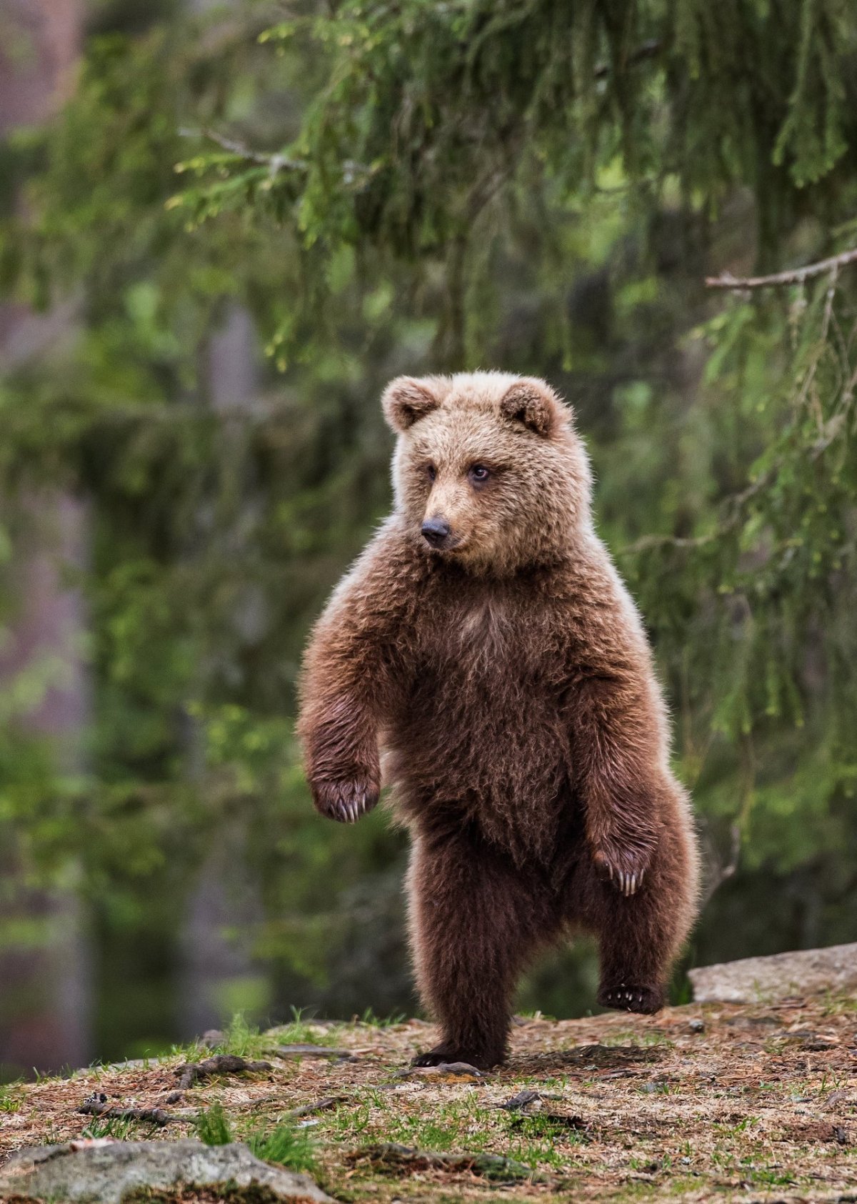 Картинки про медведей