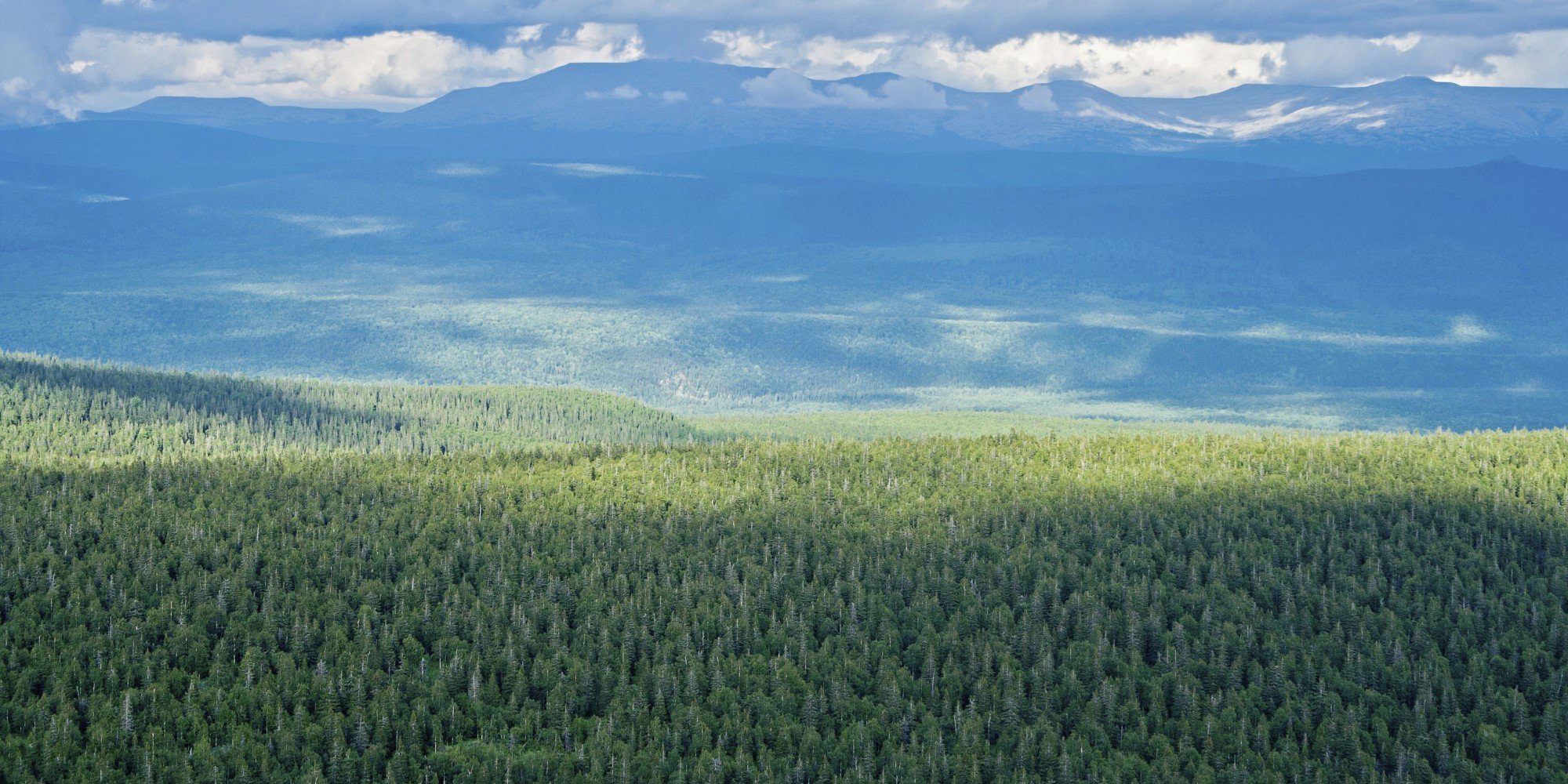 Сибирь панорамный снимок Тайга