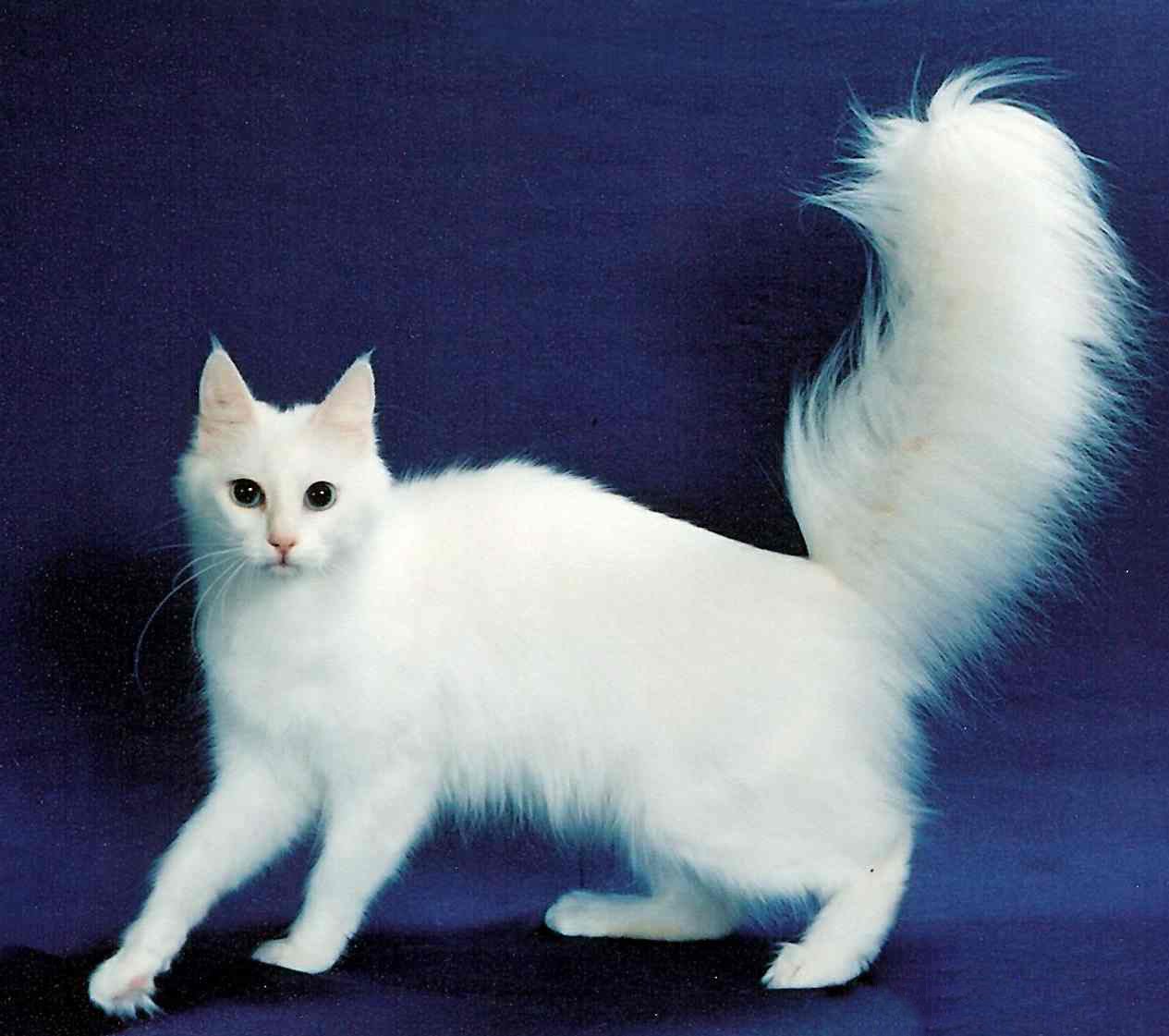 Порода кошек ангорская турецкая