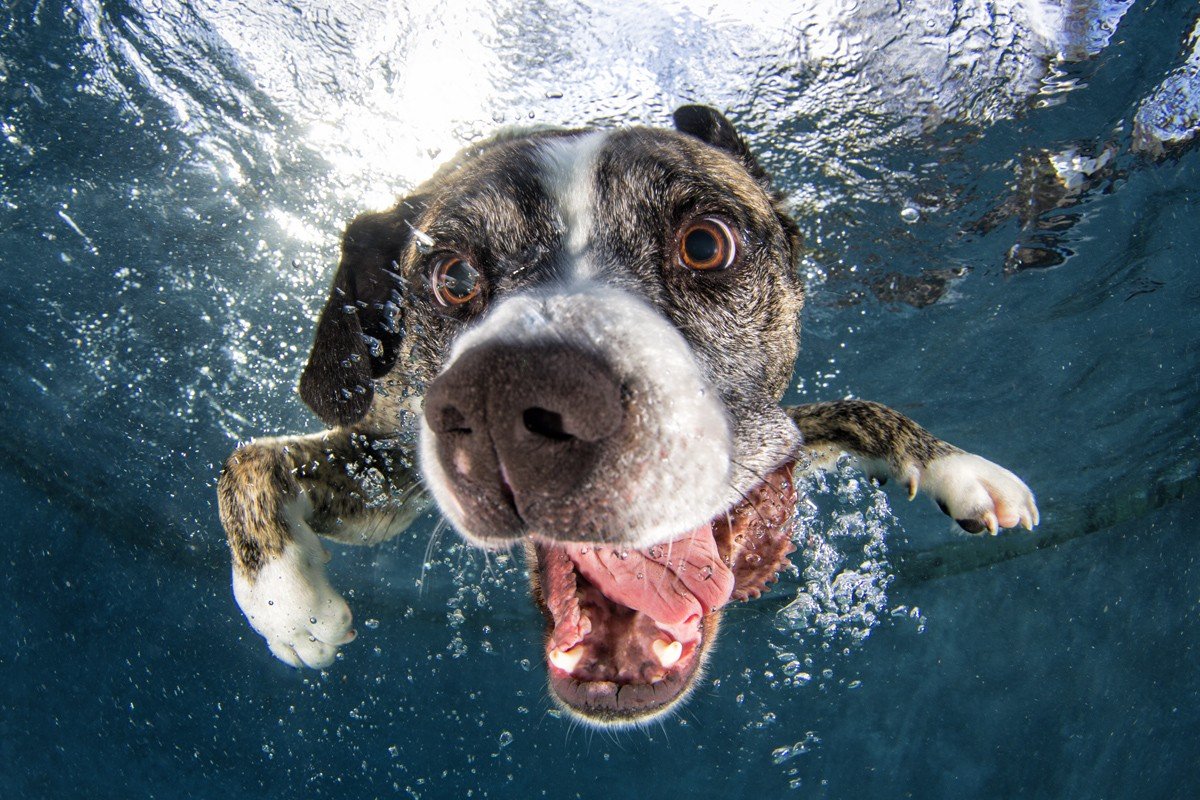 Морда собаки в воде