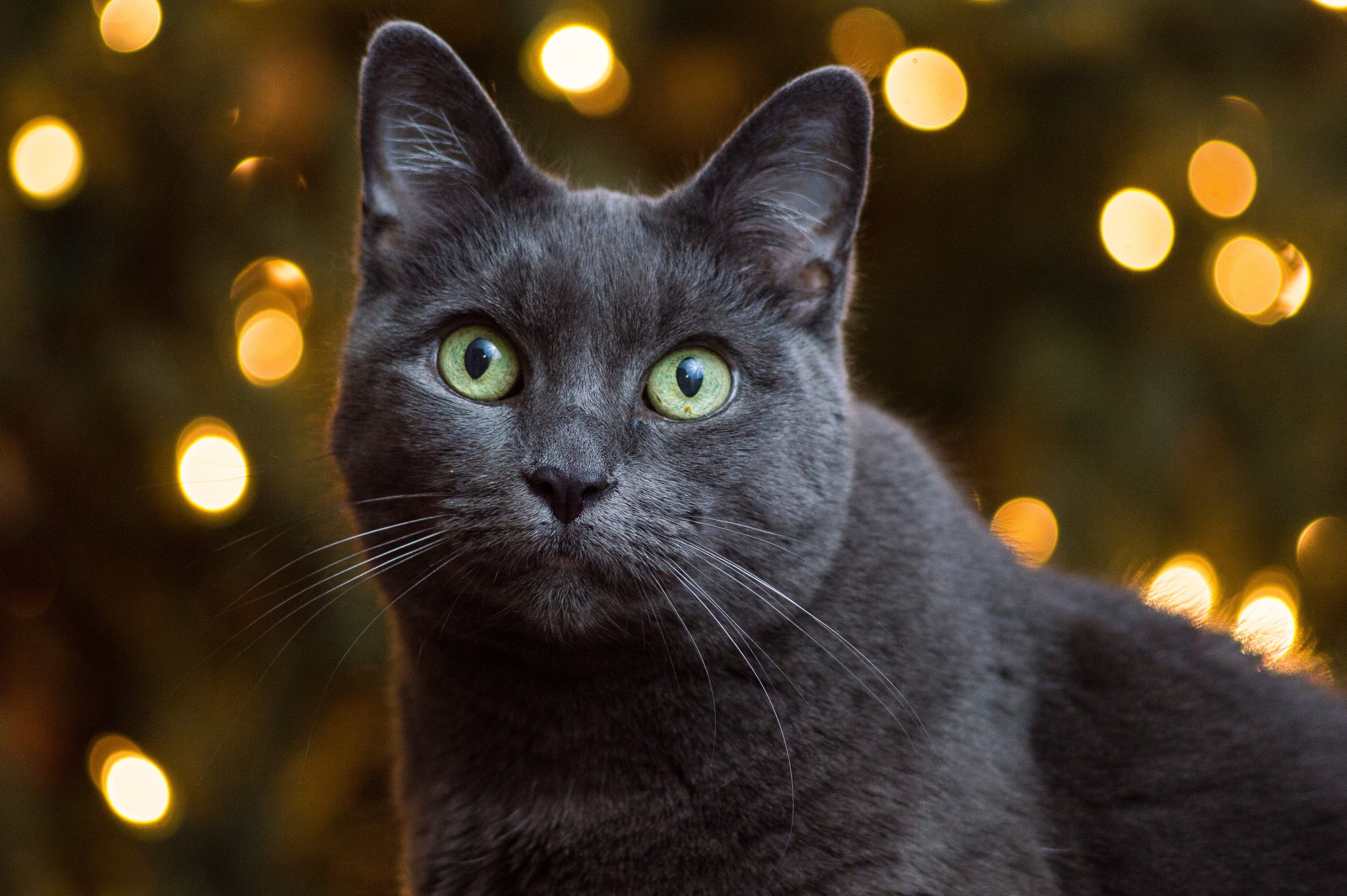 Темно серый кот