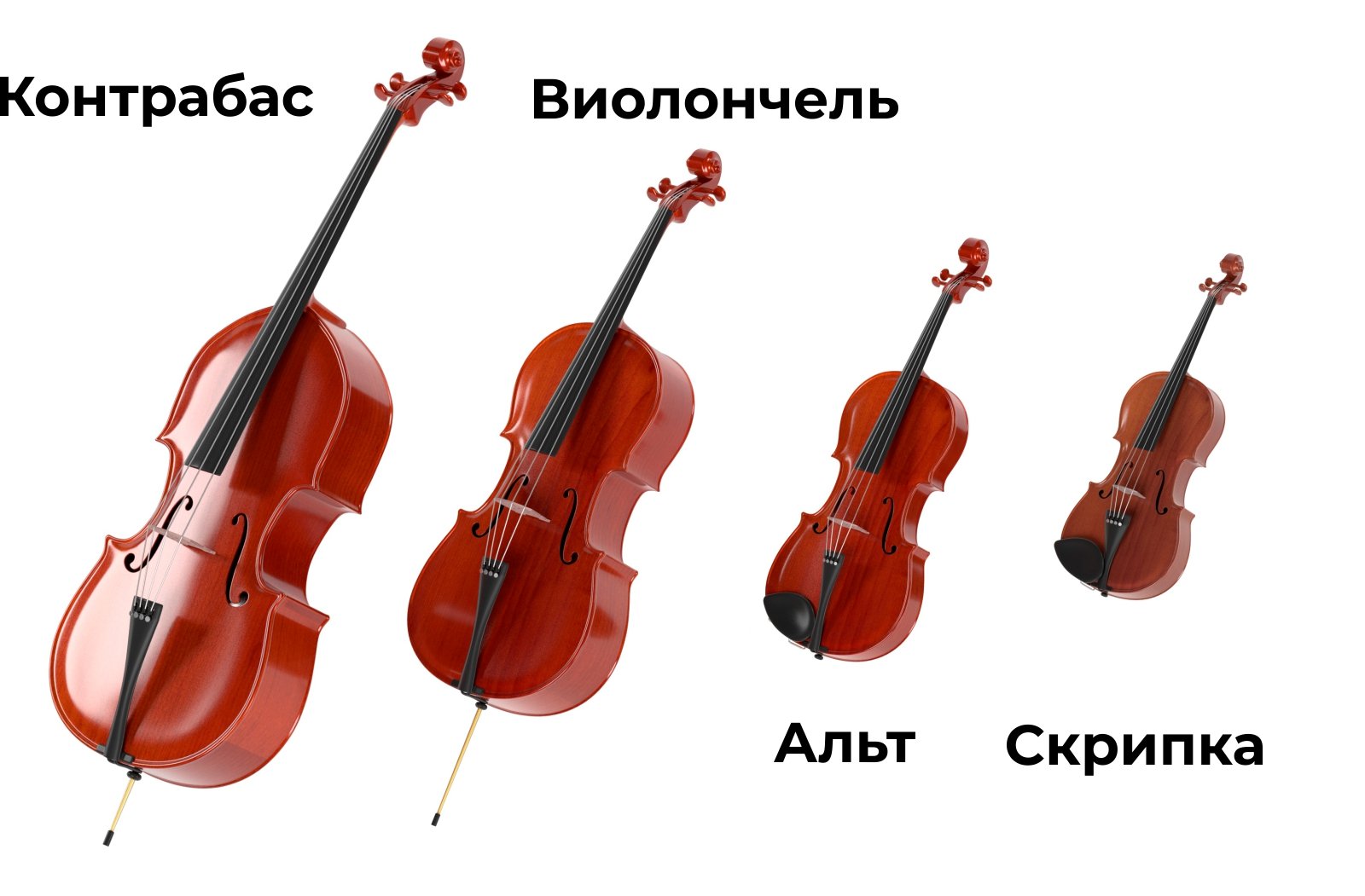 Скрипка Альт виолончель контрабас отличия