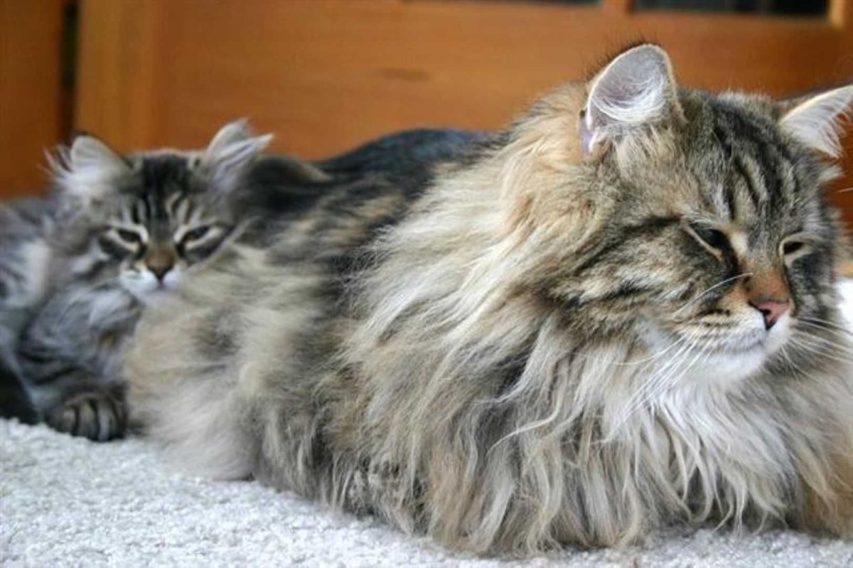 Сибирский кот с хозяином