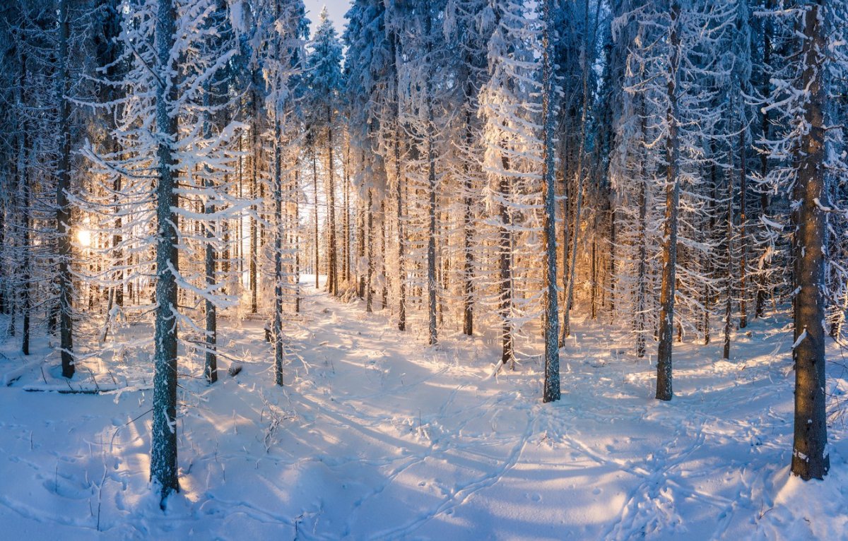 Зимний лес в Финляндии